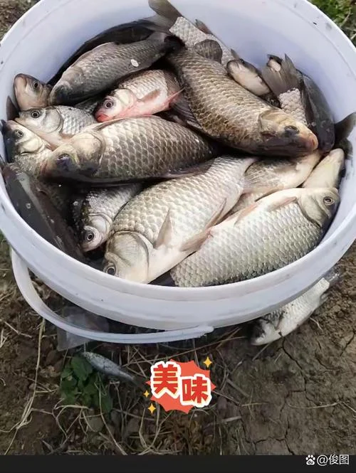 梦到钓了很多鱼_1