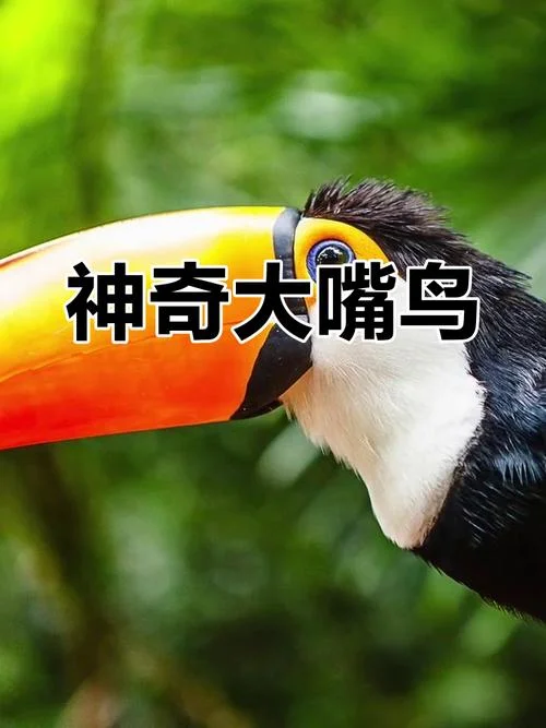 史上最大的动物叫声-史上最大动物呼啦