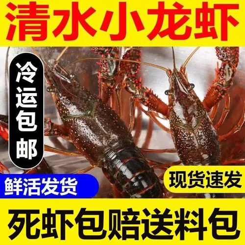 龙虾一斤多少钱_1