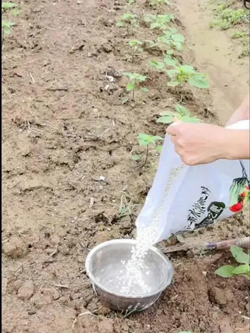 梦见施肥-梦见给庄稼施肥