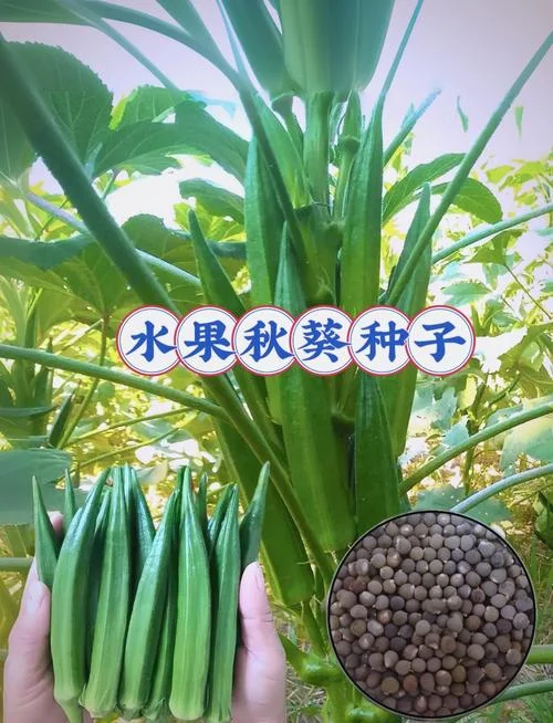 秋葵几月份播种_1