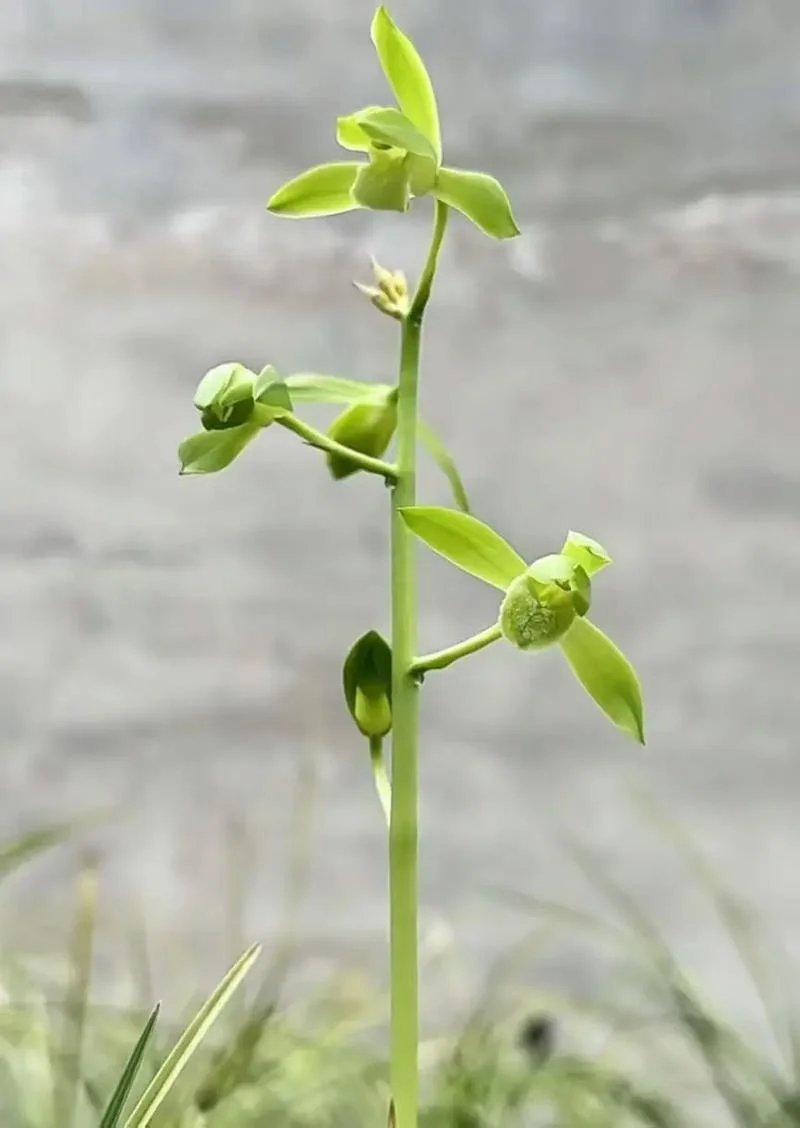 瑜伽蕙兰多大了-瑜伽蕙兰多大年龄