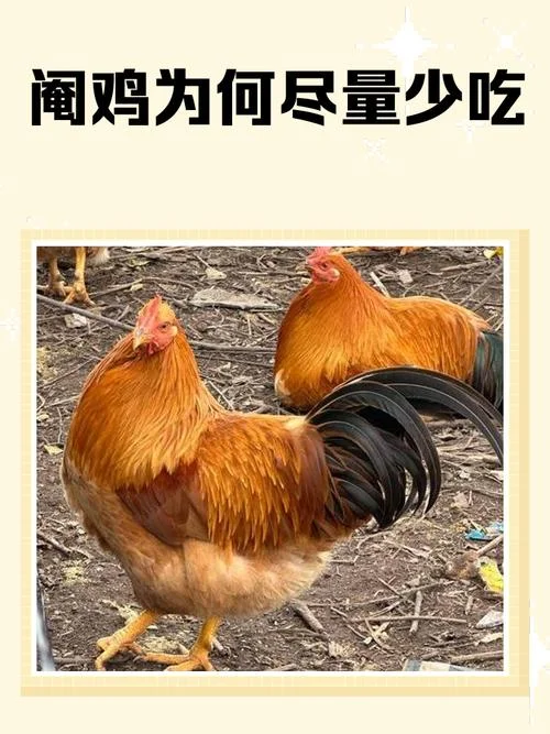 女人梦到鸡吃食物_1