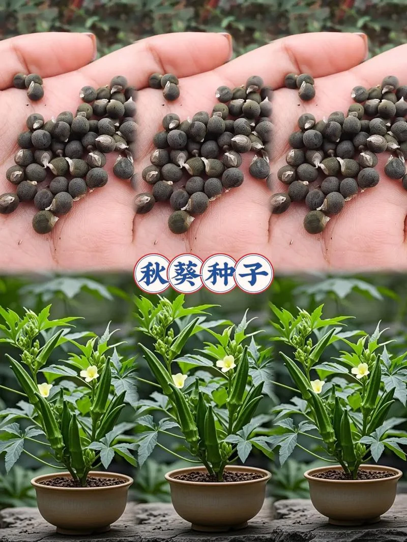 黄秋葵一亩地收多少斤-黄秋葵亩产多少斤