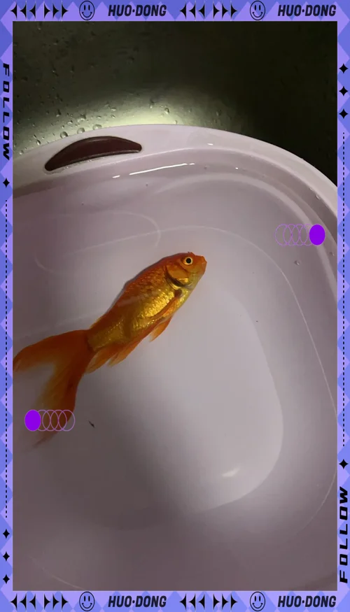 梦到金鱼死_1