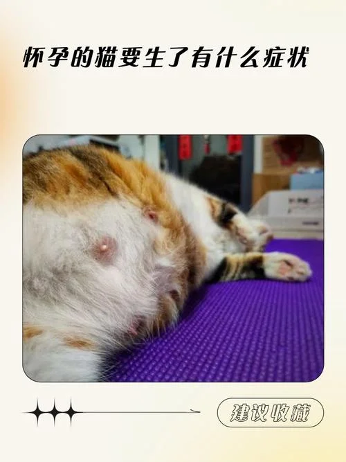 备孕梦见猫是怀孕吗_1