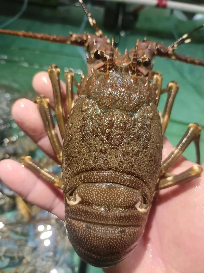 青龙虾多少钱一斤_1