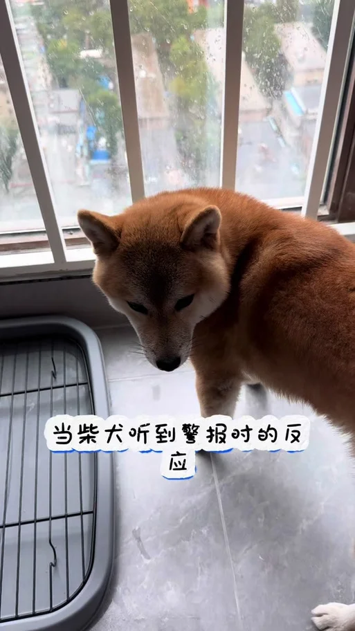 狗学狼叫怎么阻止-教狗学狼叫怎么防