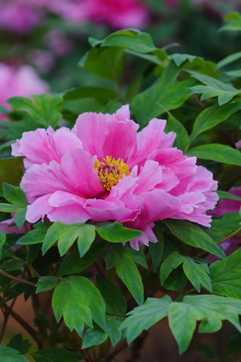 洛阳牡丹花几月开花-洛阳花几月开