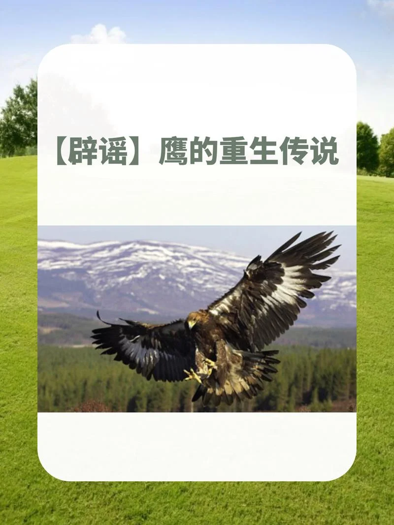 老鹰的重生感悟-鹰之重生感悟