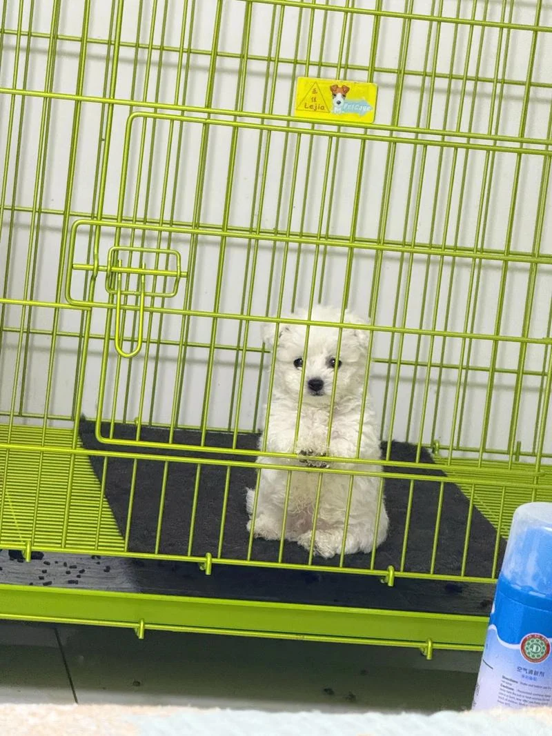 比熊幼犬多少钱_1