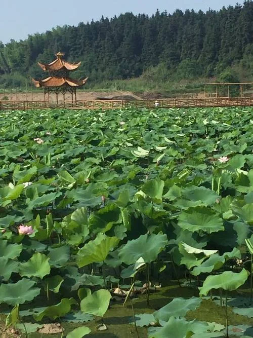 梦见向北走_2