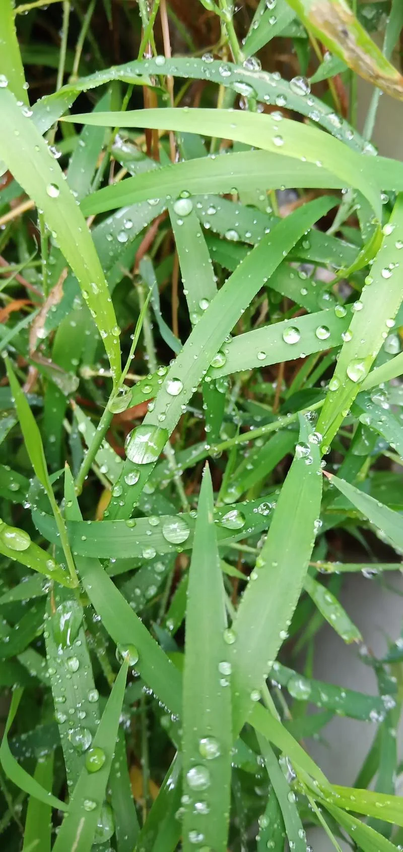 做人如草踏实就好感悟-做人如草踏实就好悟