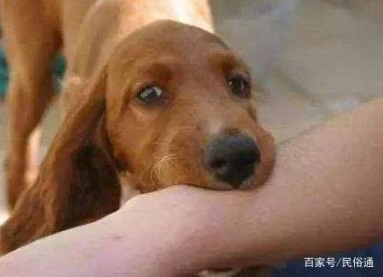 周公解梦梦到狗咬_1
