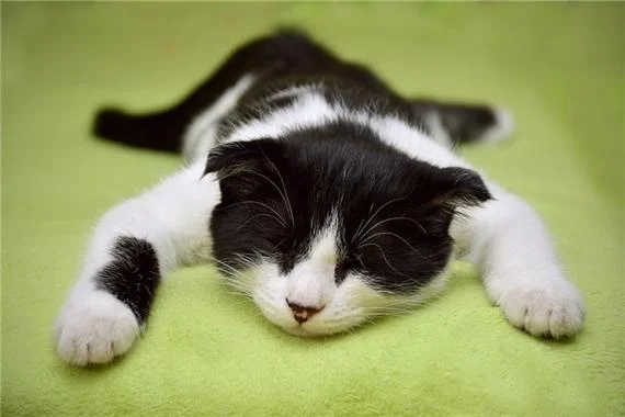 周公解梦梦见猫死掉了_2