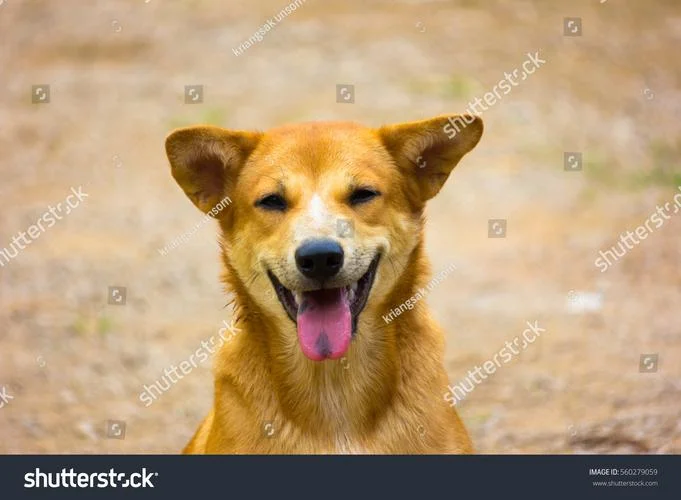 smile dog 出自哪里_2