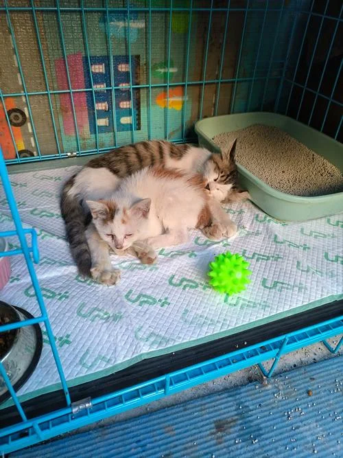 梦见猫的尾巴断了_1