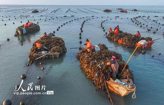 海带养殖历史_1