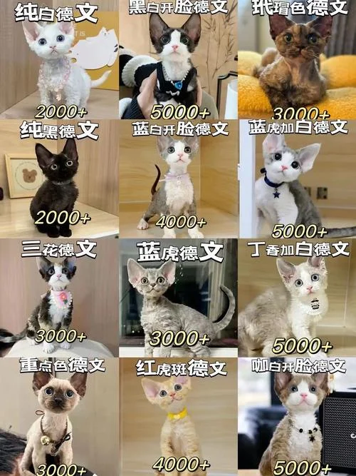 大橘猫多少钱_1