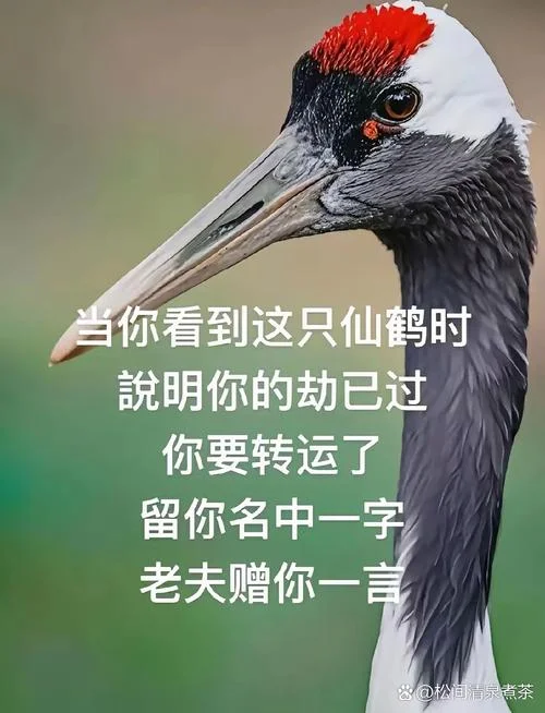 梦见仙鹤跟我说话_1