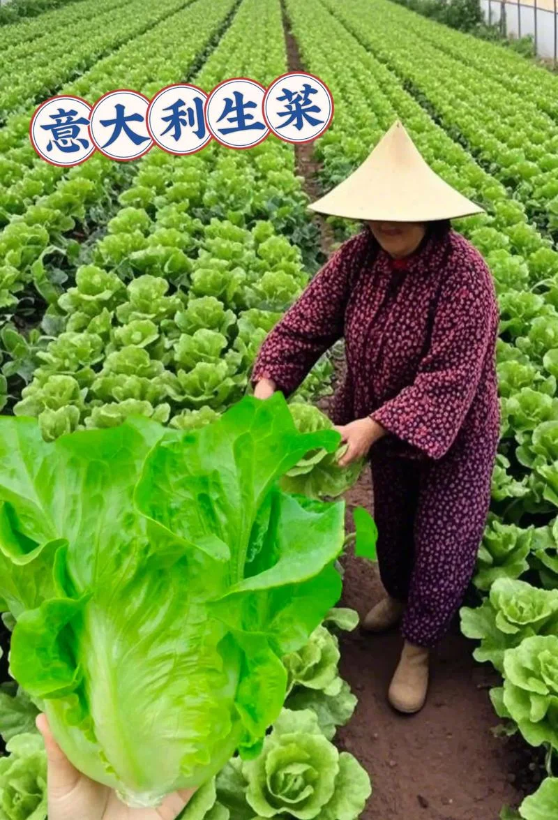 梦见生菜地_1