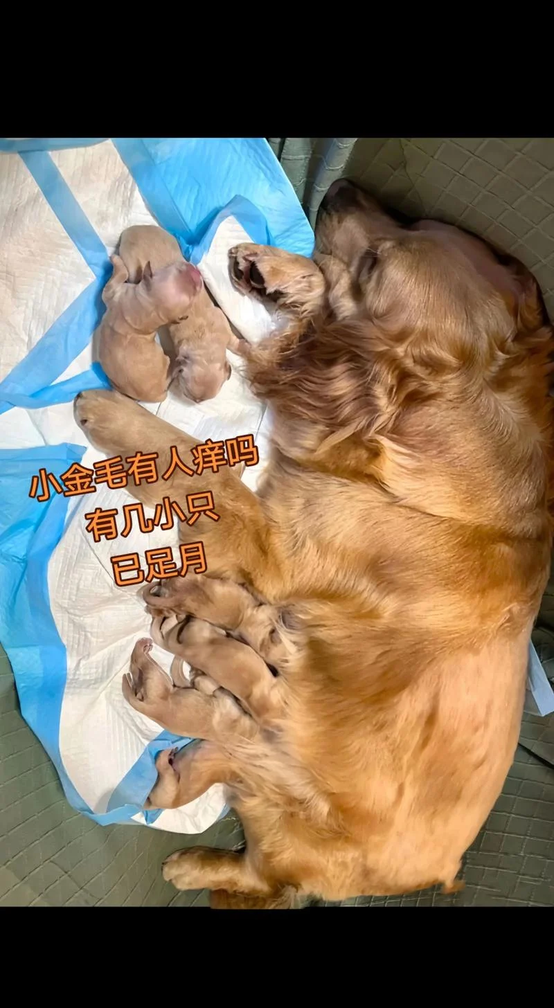 一只小金毛狗多少钱_1