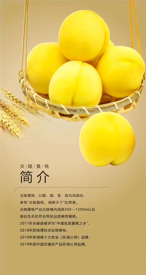 青桃简介_1