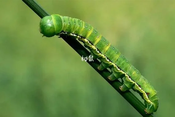 梦到好多的毛毛虫_2