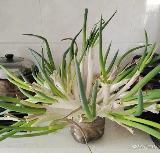 梦见栽葱什么预兆_1