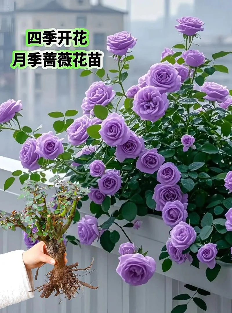 月季几月开花合适-月季最佳花期是 6-8 月
