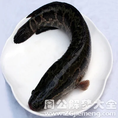 梦见黑鱼_2