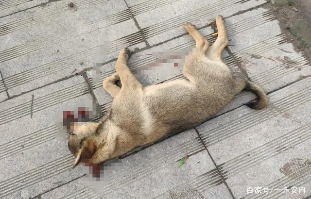 梦见爱狗被车撞了_2