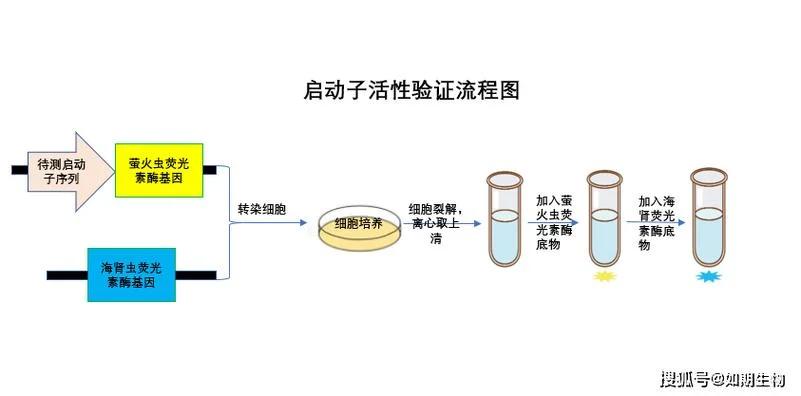 细胞检测师报考条件_2