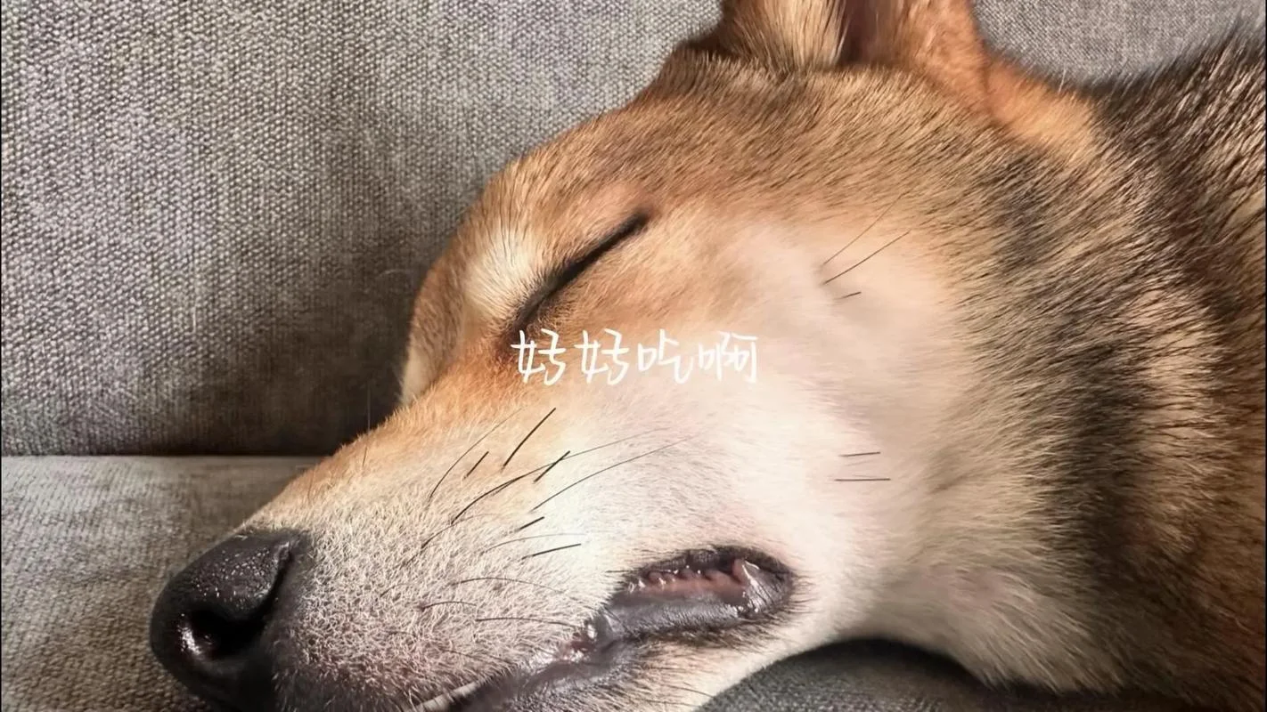 梦见狗哭是什么征兆_1