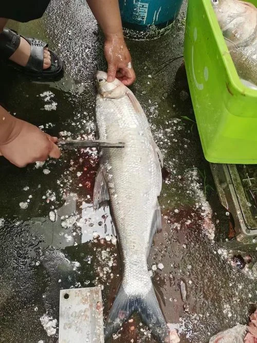 梦到打大白胖头鱼_2