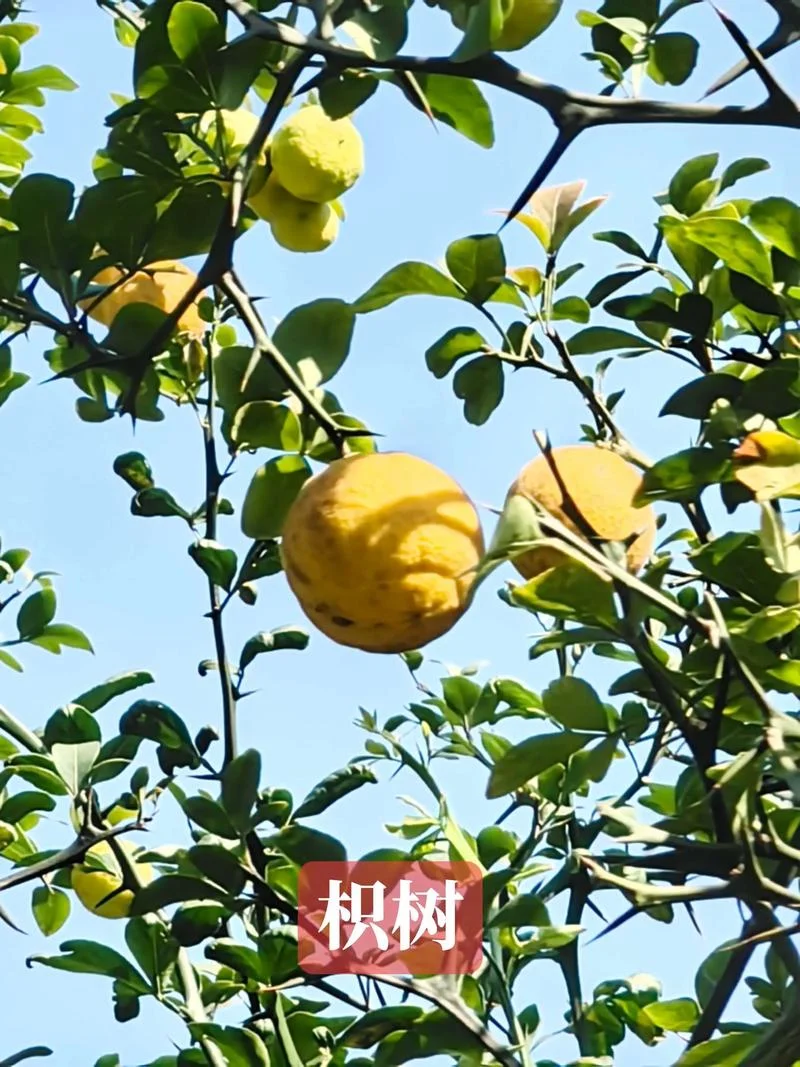 淮橘为枳下一句_1