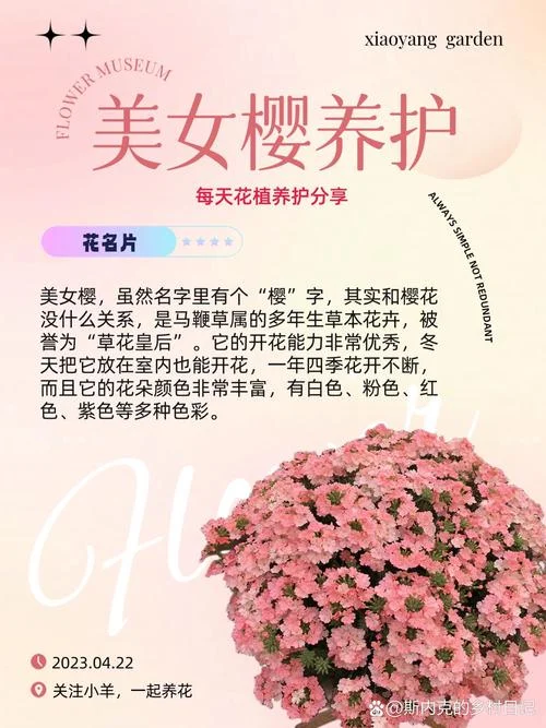 美女樱图片简笔画-美女樱简笔图