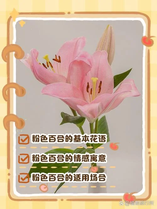 梦见百合花是什么预兆_1