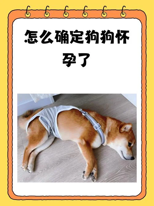 孕妇梦见大狗生男生女_1