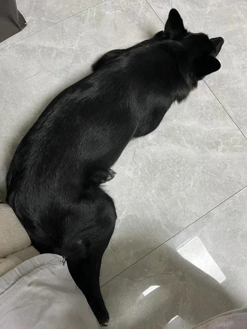 做梦梦到黑老鼠_1