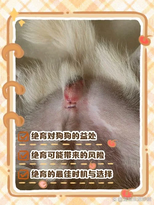 公狗做绝育多少钱-公狗绝育费用查询