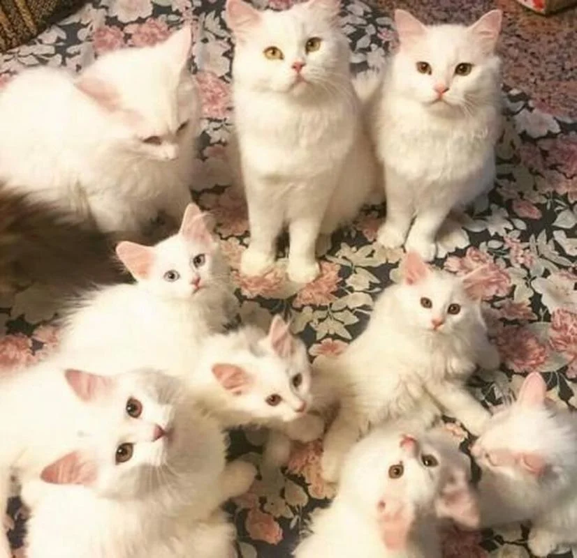 女人梦见很多猫好不好_2