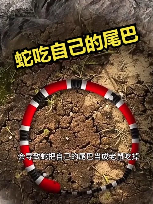 梦见蛇吃别人狗咬蛇_2