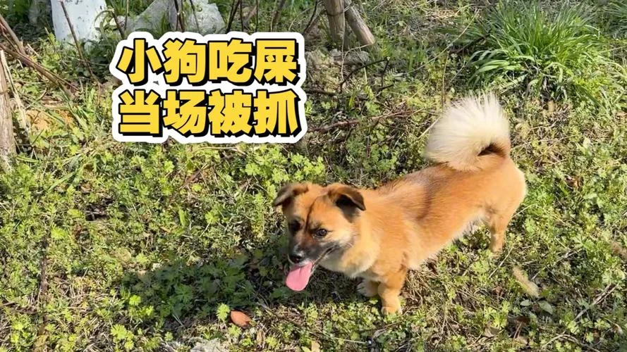 梦见狗拉屎在家里_1