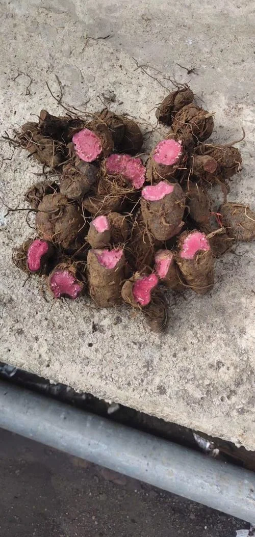 血竭多少钱一斤_1