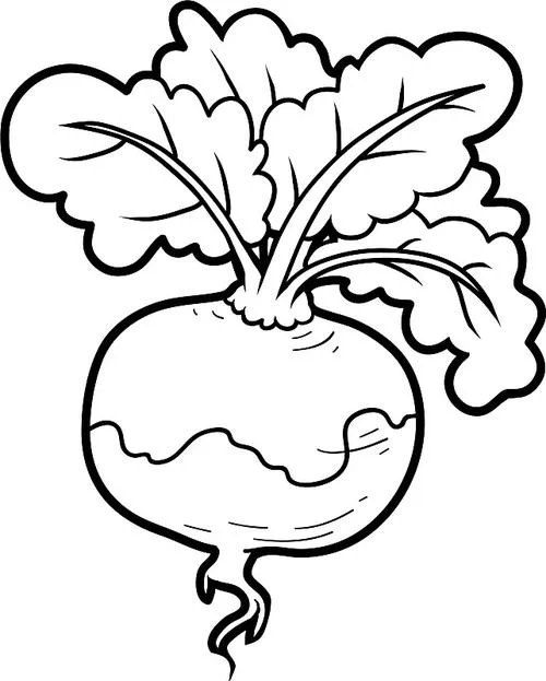 萝卜白菜简笔画-萝卜白菜简笔画