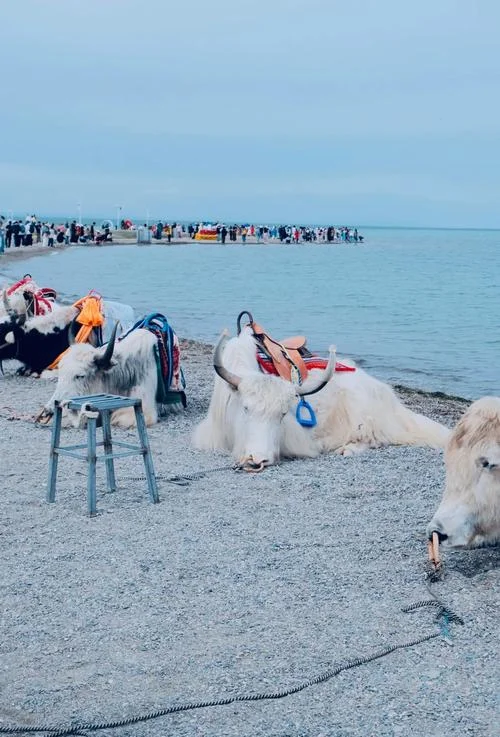 青海湖旅游攻略自驾游-青海湖自驾游攻略