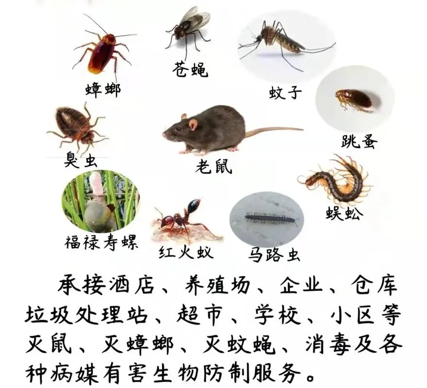 老鼠技能怎么用_2