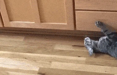 梦见很多的猫乱窜_1