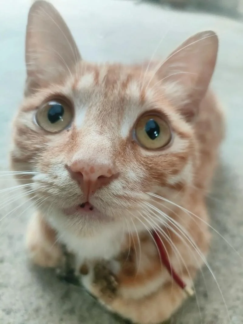 梦见可爱的橘猫_2